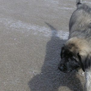 波打ち際を散歩する犬