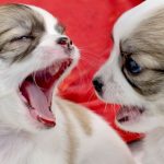 犬の歯並びや噛み合わせが寿命に影響する？乳歯の生え変わり時の注意点