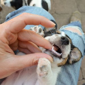 犬の歯並びや噛み合わせが寿命に影響する？乳歯の生え変わり時の注意点