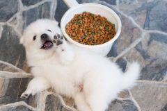 子犬が元気にすくすく育つ食事の種類や量とは？