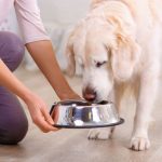 犬の味覚も年齢で変わる？老犬に最適な食事の量や回数について