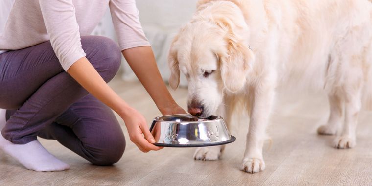 犬の味覚も年齢で変わる？老犬に最適な食事の量や回数について