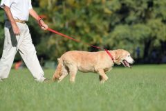 介護が必要な高齢犬の運動不足を解消！老犬の散歩時間や遊び方のコツ