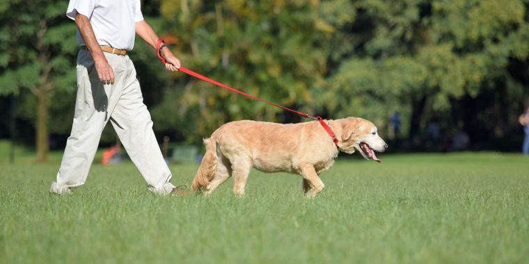介護が必要な高齢犬の運動不足を解消！老犬の散歩時間や遊び方のコツ
