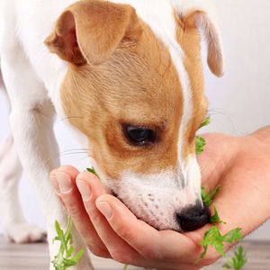 食物繊維は必要？犬の腸の健康を保つおすすめ野菜や食材選びのポイント5つ
