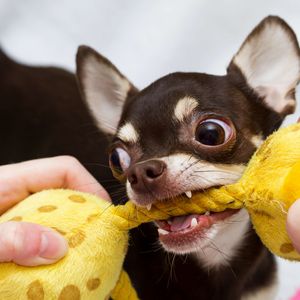 子犬の歯が重なって生える？チワワなどの小型犬の歯に起こる乳歯遺残とは？