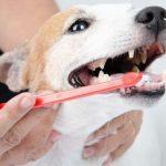 犬の口臭や歯石の予防ケア
