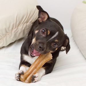 愛犬が喜ぶ！犬の口臭や歯石の予防法