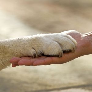 保護犬が訓練でセラピー犬に！犬が人の心をケアするアニマルセラピーとは