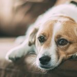 犬のストレス解消法と犬の心のケア