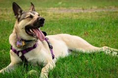 犬の下痢や便秘の原因と対処法