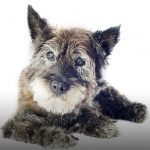 犬の白内障の症状や自宅ケアと予防