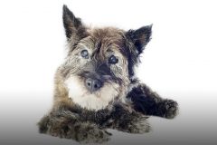 犬の白内障の症状や自宅ケアと予防