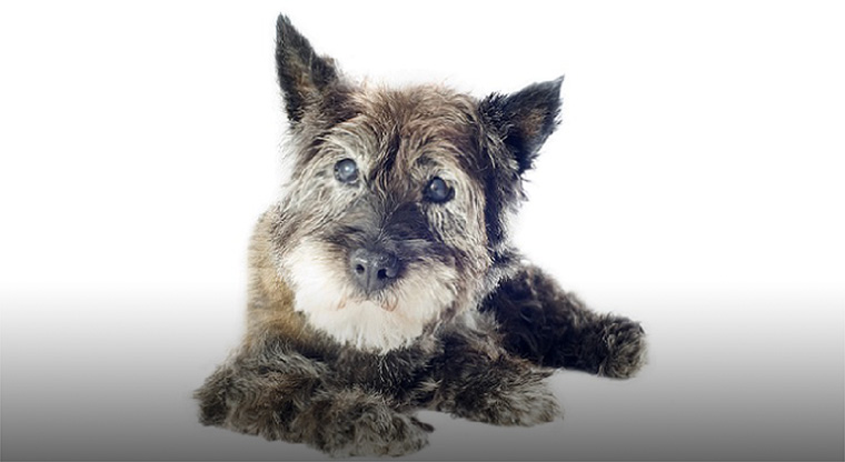 愛犬の目が白い！犬の白内障の症状や自宅ケアと予防法