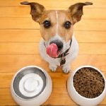 愛犬の適正体重を維持する食事
