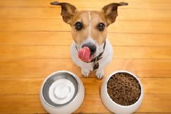 愛犬の適正体重を維持する食事