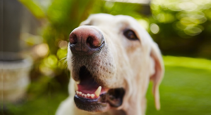 犬の鼻の色が薄くなる理由となりやすい犬種 犬のココカラ