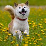 犬の花粉症の症状と対策