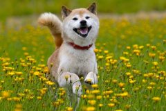 犬の花粉症の症状と対策