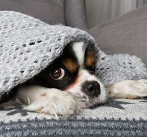 獣医師が語る！冷えの影響を受けやすい犬の病気と対策