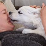 犬の臭いの原因と対策