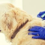 犬のワクチン予防接種