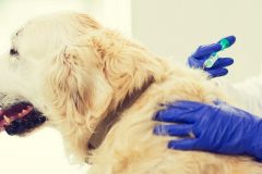 犬のワクチン予防接種