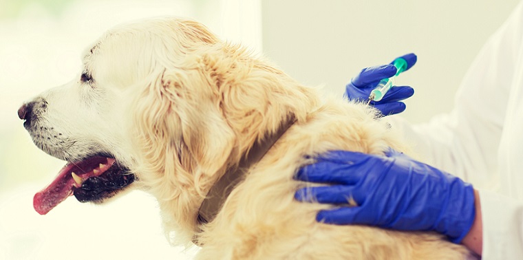 獣医師が解説！犬のワクチン予防接種について