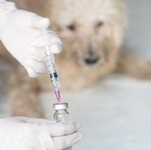 獣医師が解説！犬のワクチン予防接種について