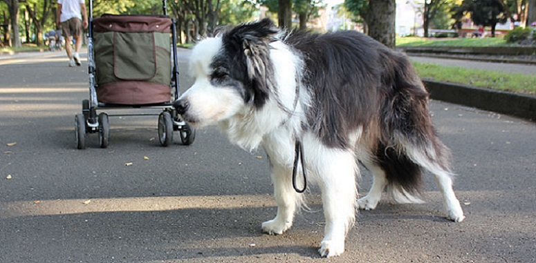 【犬との暮らし】　シニア犬と暮らす　4　～老犬（シニア犬）のトレーニング