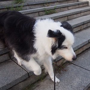 【犬との暮らし】　シニア犬と暮らす　4　～老犬（シニア犬）のトレーニング