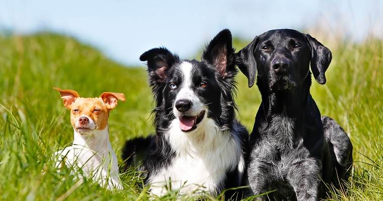犬の多頭飼いのメリットやデメリット、犬同士の相性についてのポイント