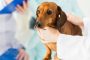 犬風邪の症状の対処と予防法