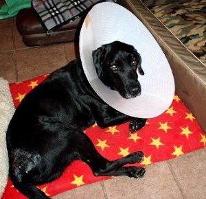 【犬との暮らし】犬アトピー性皮膚炎の犬と暮らす1～症状と自然治癒力の関係