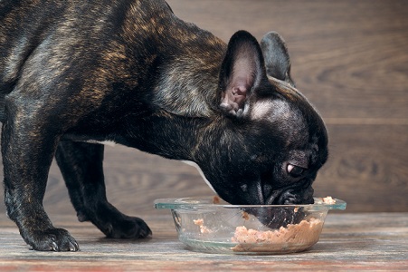 犬の老化現象は何歳から？症状と老化防止に役立つ食事ケア　食べない編