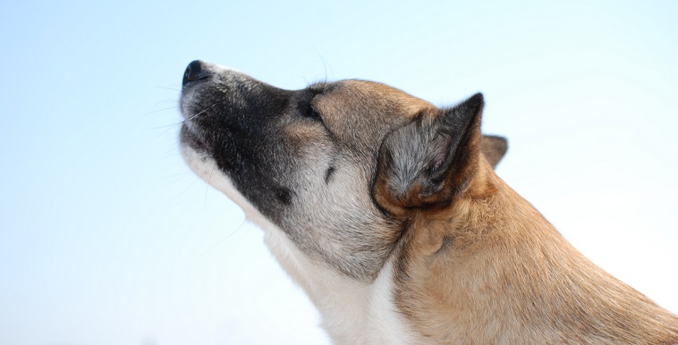 【犬との暮らし】犬の心を育む1～心と行動の関係