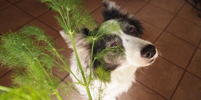 【犬との暮らし】犬アトピー性皮膚炎の犬と暮らす３～ステップ１～消化機能を整える