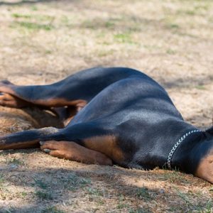 芝生の上で熱中症で倒れる犬