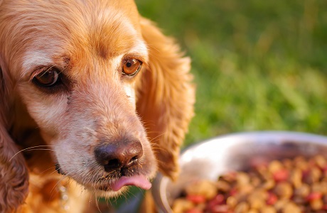 愛犬の健康管理は食生活が基本！食事の重要性と効果的な与え方