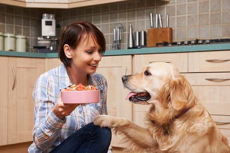 犬の栄養、気をつけていますか？年齢に合わせた栄養管理のポイントとは