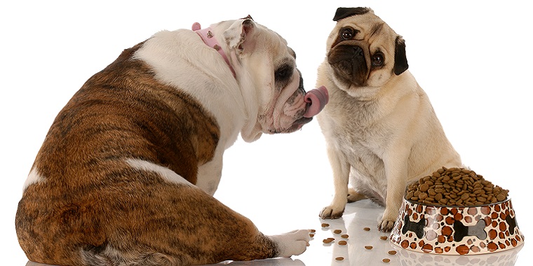 ドッグフードの選び方（2）急に太ったのはなぜ？　太りやすい犬の体重管理法とは
