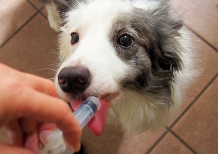【犬との暮らし】愛犬救命２　イベントシーズンは誤飲誤食に注意！？