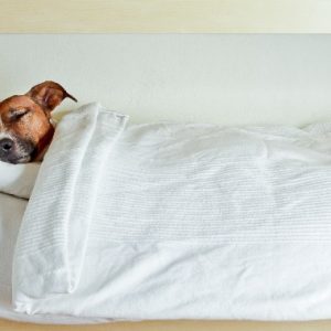 ベッドでスヤスヤ寝る犬