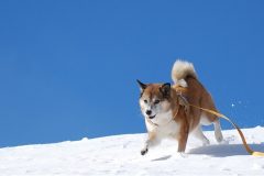 雪原で走る犬