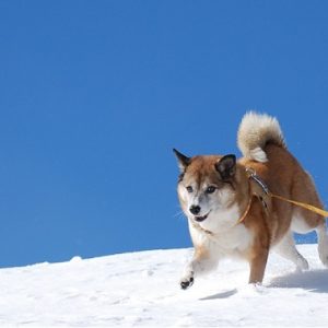 雪原で走る犬