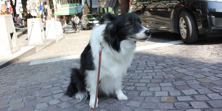【犬との暮らし】都会の犬たち13～都会の犬暮らしで気を付けたいこと