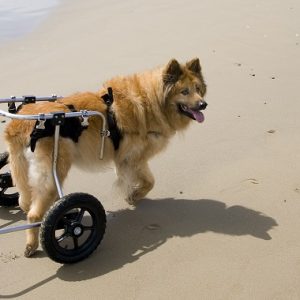 海辺を散歩する車椅子の犬