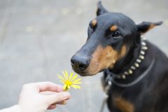 花の匂いを嗅ぐ犬