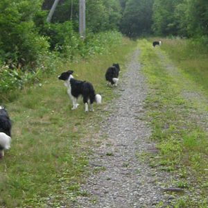 散歩をする犬（ボーダーコリー）4匹