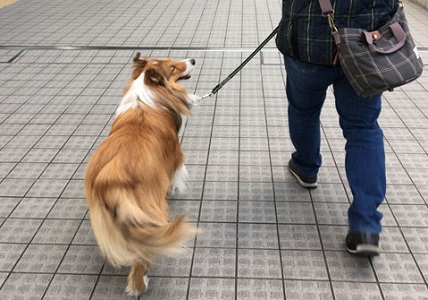【犬との暮らし】都会の犬たち14～都会の散歩